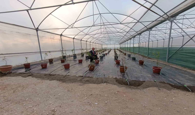 Niğde’de yaban mersini üretimi başladı