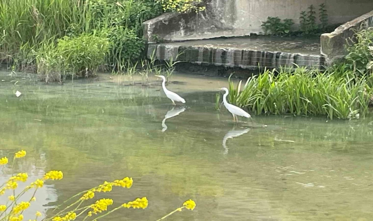 Nilüfer Çayı’nın yolunu şaşıran ”ak” misafirleri