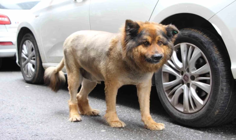 O Trabzon’un ’Aslan Kralı’