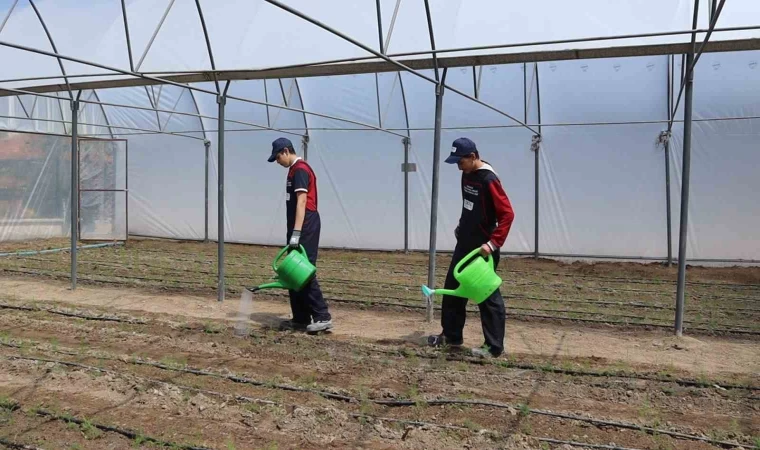 Okul bahçesinde kurulan serada öğretmen ve öğrenciler kuşkonmaz yetiştirecek