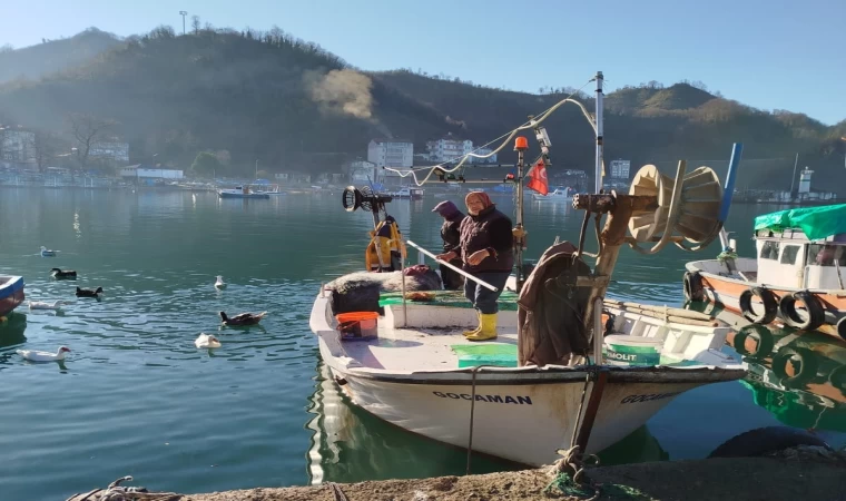 Ordulu balıkçıların ağına dev mezgit takıldı