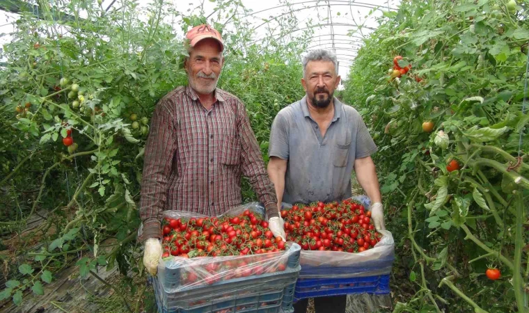 Örtü altı domateste hasatta sona yaklaşıldı