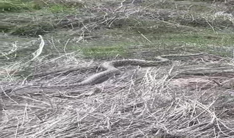 Pazaryolu’nda 3 metre uzunluğunda yılan görüldü