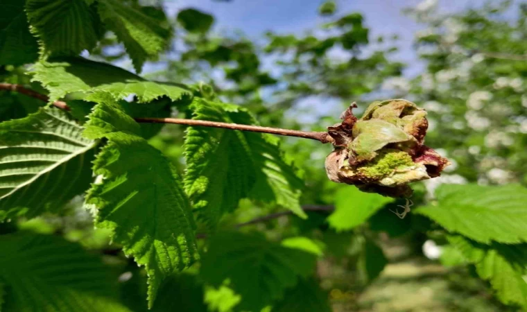 Sağlam: ”Fındıkta kozalak akarı ile mücadele çok önemli”