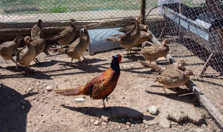 Selçuk Üniversitesi sülün yetiştiriciliğinde öncü oldu