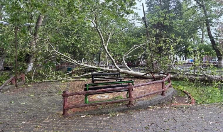 Şiddetli yağmur ve fırtına tarihi çınar ağacını gövdesinden kırdı