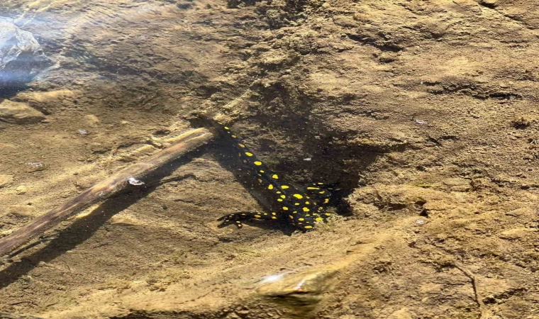 Siirt’te nesli tehdit altındaki sarı benekli semender görüldü