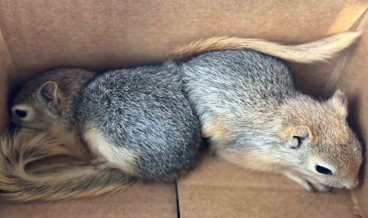 Sincapları satmaya çalışan şahsa 30 bin TL ceza