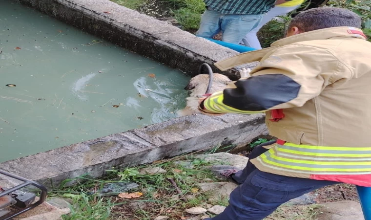Sulama kanalına düşen köpeği itfaiye kurtardı