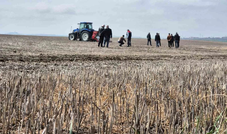 Tekirdağ’da anıza ekim dönemi: Anıza ekim Türkiye’ye örnek olacak