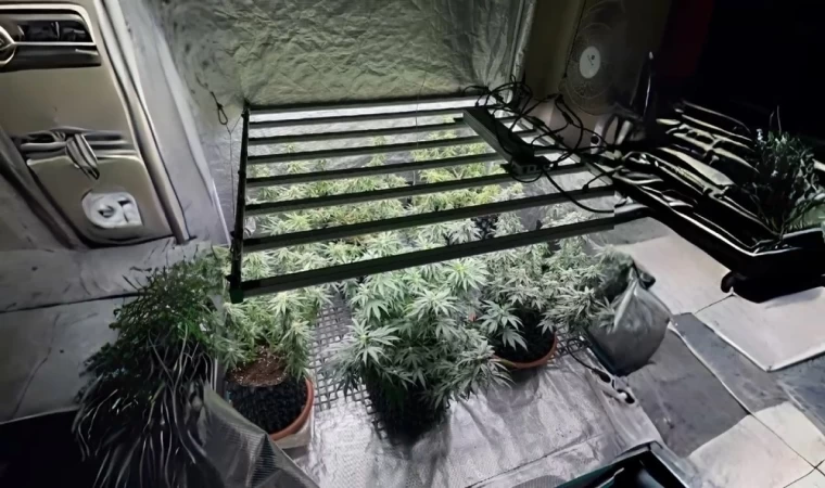 Tekirdağ’da jandarmadan skunk serasına baskın: 1 gözaltı