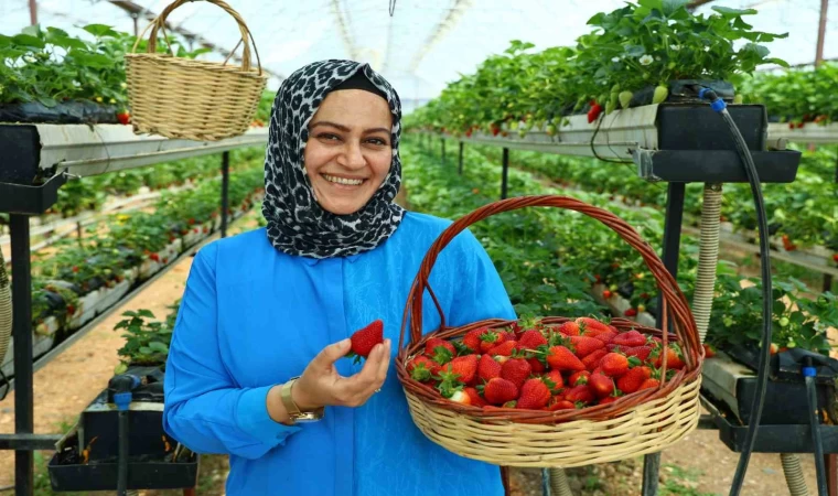 Topraksız tarımla çilek üretti, bahçesini vatandaşa açtı