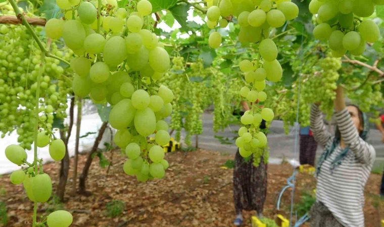 Turfanda örtü altında üzüm hasadı başladı