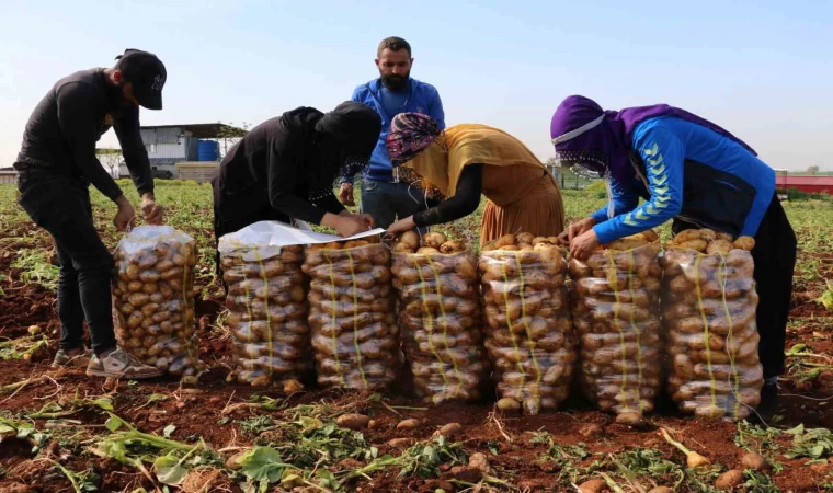 Turfanda patateste hasat başladı