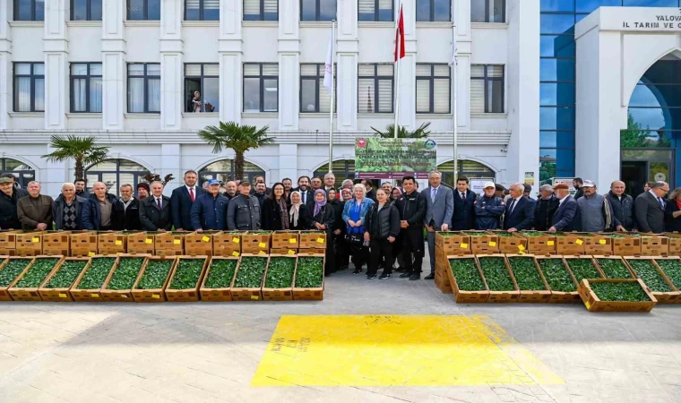 Yalova’da çiftçilere 375 bin adet sebze fidesi dağıtıldı