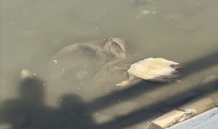 Yeşilırmak’ta balıkların ardından şimdi de kaz ölümleri görüldü