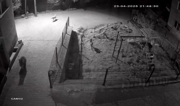 Yiyecek aramaya inen ayıyı köpekler kovaladı: O anlar kamerada