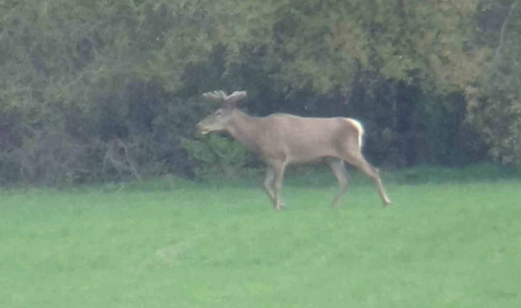 Yiyecek arayan 2 geyik kamerada