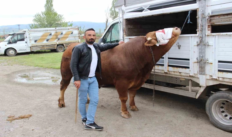 1 ton 150 kilogram ağırlığındaki ”Paşa” 380 bin TL’ye alıcısını bekliyor