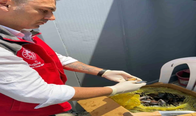 100 Kilogram sağlıksız midyeye el konuldu