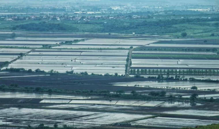 2025 sezonunda çeltik ekimine sınırlama uygulanacak