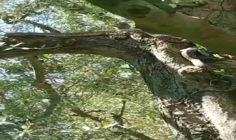 2,5 metrelik yılanı gören gözüne inanamadı