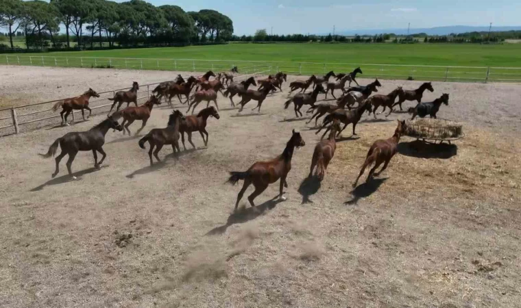 700 yıllık işletmenin milyonluk atları havadan görüntülendi