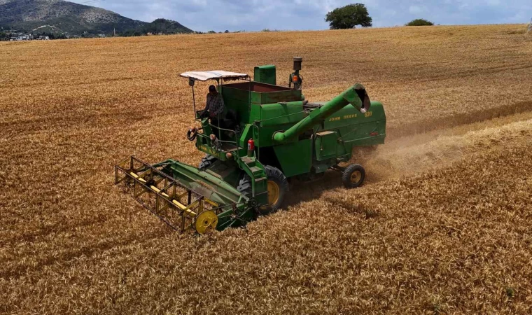 Adana’da buğday hasadı başladı
