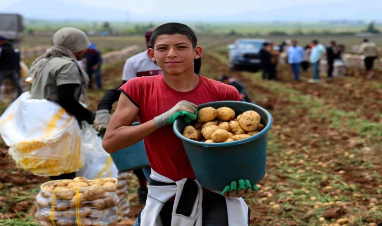 Adana’da patates hasadı başladı, tarlada kilogramı 22-24 lira