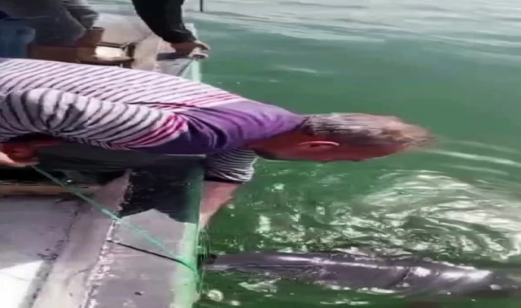Ağlara değil, kalplere takıldı: Karasu’da yunusu kurtarıp esprili sözlerle uğurladı