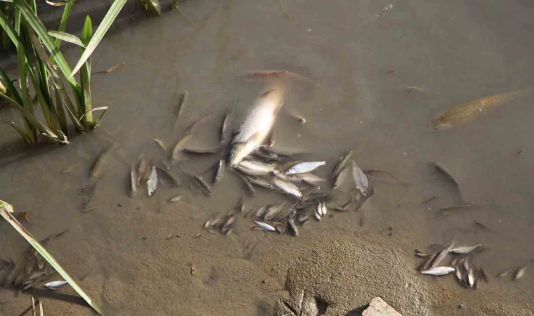 Amasya’da Yeşilırmak Nehri’nde balık ölümleri yaşandı