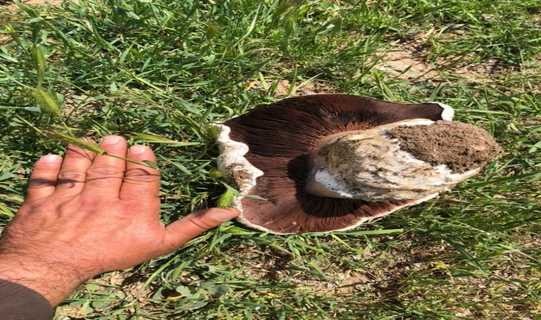 Ankara’da 1 kiloluk mantar görenleri hayrete düşürdü