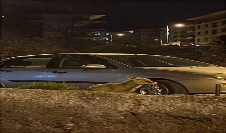 Ankara’da aç kalan tilki şehre indi
