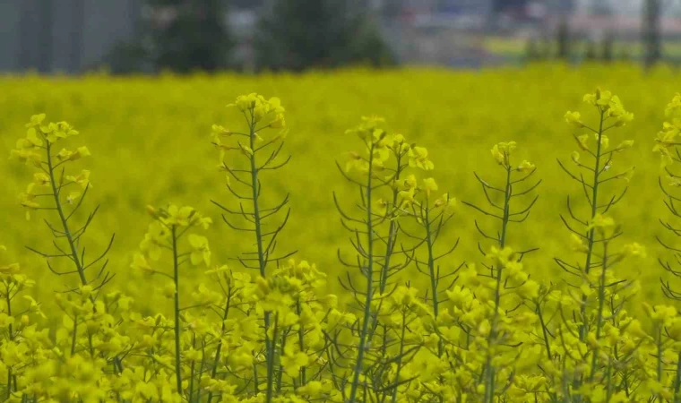 Ankara’da çiçek açan kanola tarlaları sarıya boyadı