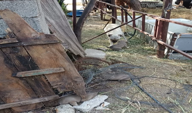 Anne köpeğin kuyuya düşen yavrularına kavuşması yürekleri ısıttı