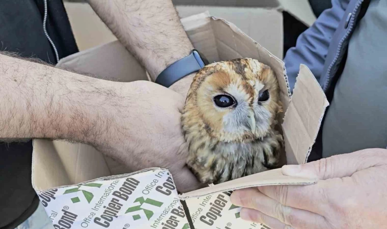 Aracın çarptığı baykuş tedavi altına alındı