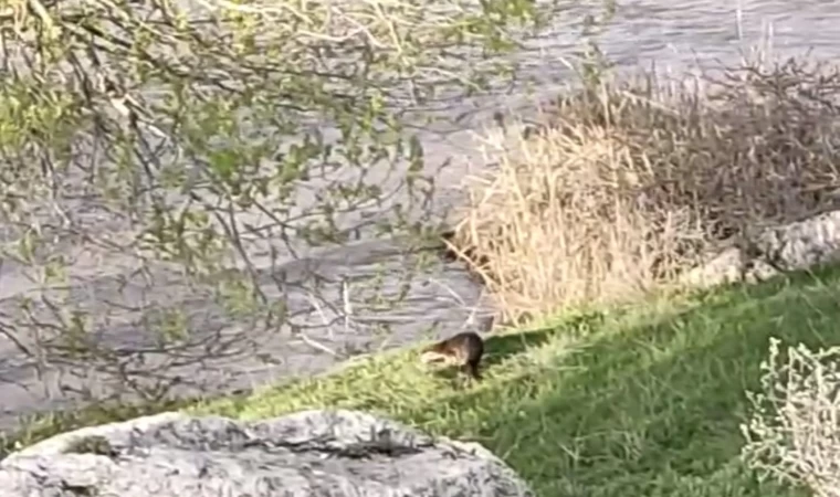 Aşkale’de su samuru görüntülendi