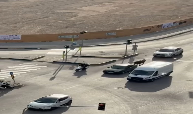 Atı otomobile bağlayarak götüren şahsa bin 986 TL ceza