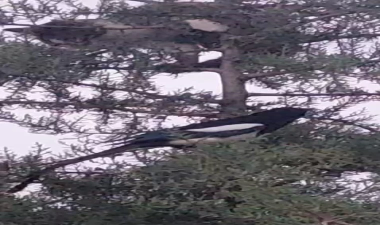 Avlanmak için ağaca çıkan kedi, kargaların hışmına uğradı