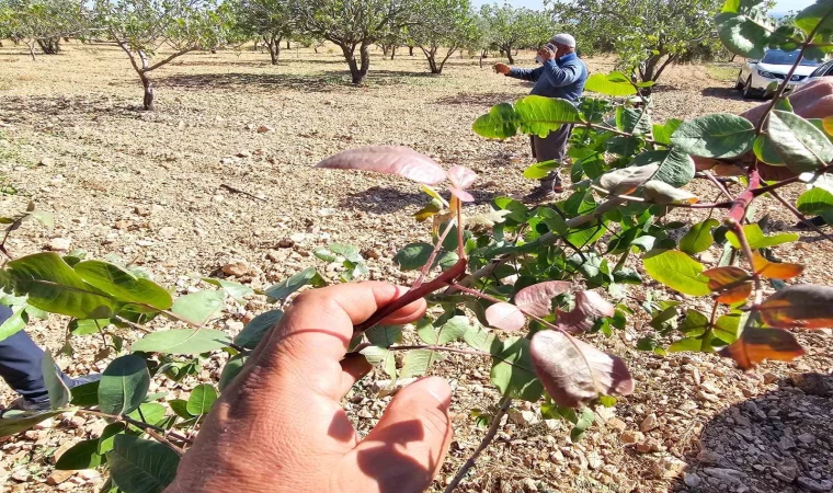 Baklavalık ve çerezlik fıstığı ’yok yılı’nda bir de dolu vurdu
