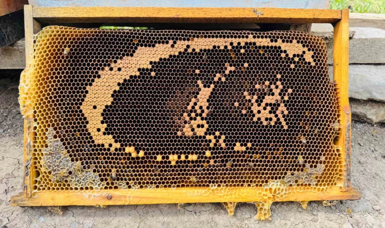 Bal arıları petekte ’ay yıldızlı’ bayrağı andıran görsel oluşturdu