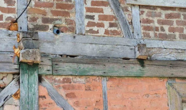 Bartın’da sincap eve yuva yaptı