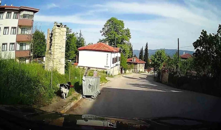 Başıboş köpeğin tavuğu alıp kaçtığı anlar kamerada
