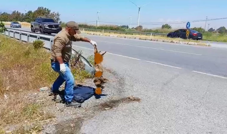 Başkan Sürücü: ”Çok nadir ve önemli bir türü daha kaybettik”
