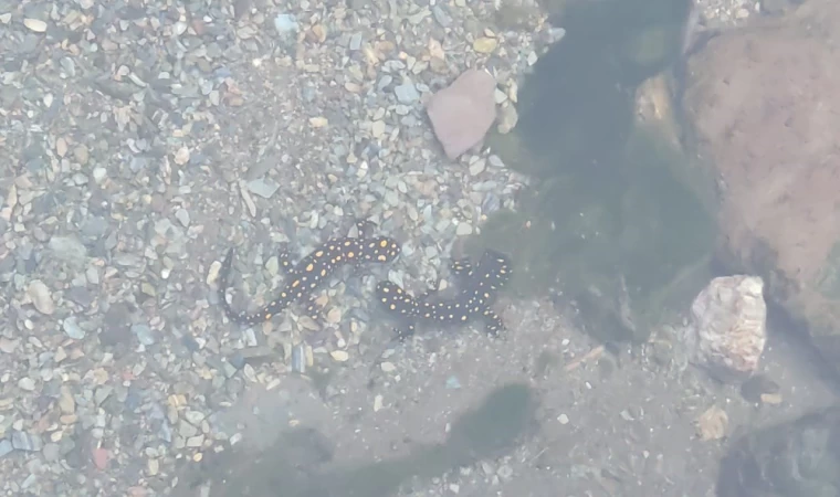 Batman’da nesli tehlike altındaki ’sarı benekli semender’ sürüsü görüldü