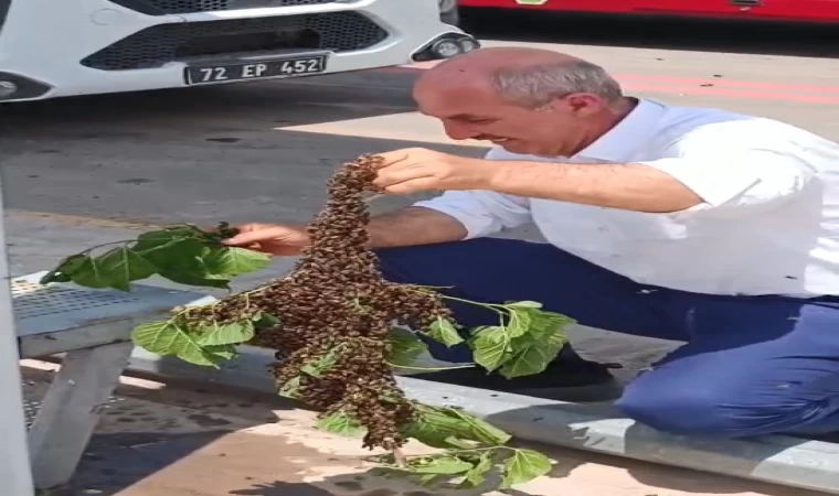 Batman’da otobüs durağında arı paniği
