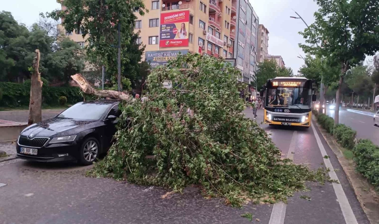 Batman’da şiddetli rüzgarın devirdiği ağaç park halindeki aracın üzerine düştü