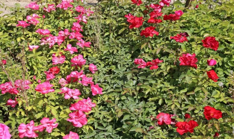 Battalgazi’nin park ve bahçeleri kendi ürettiği çiçeklerle güzelleşiyor