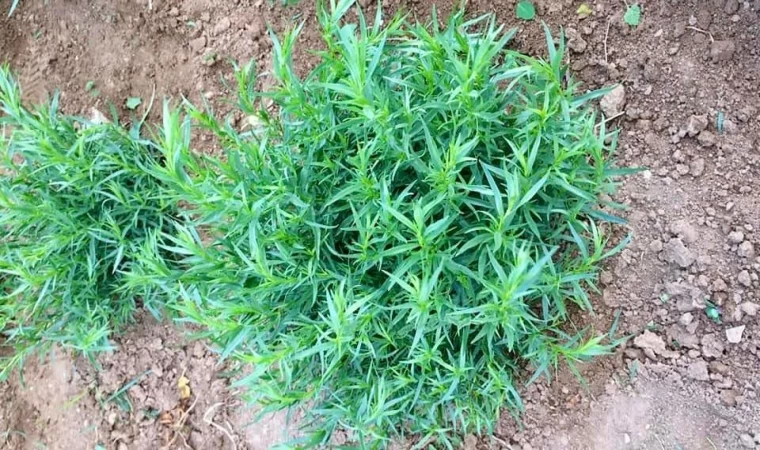 Bayburt tarhununa tescilli coğrafi işaret belgesi verildi