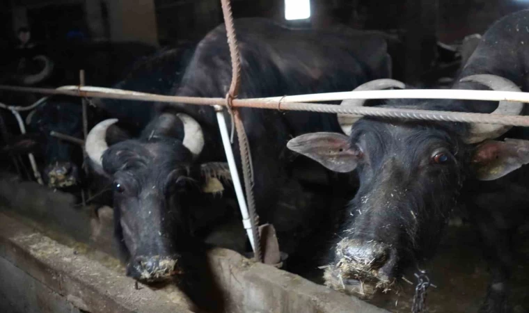 Bayburt’tan İstanbul’a hayvan sevki 20 Mayıs’ta başlıyor